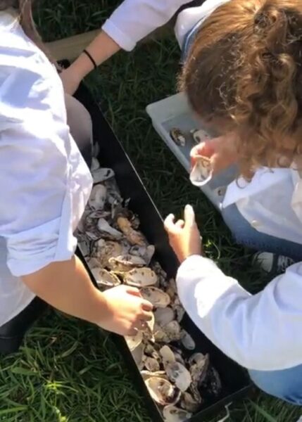 Adolescentes transformam conchas de ostras em placas sustentáveis