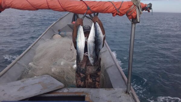 Olha o Peixe! vende produtos da pesca artesanal e incentiva o consumo sustentável