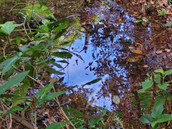 Projeto de proteção de nascentes busca preservar água no DF