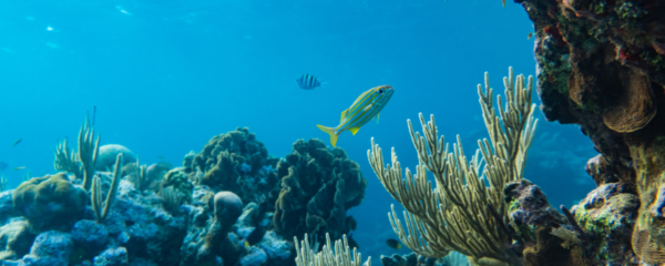 A poluição dos mares e oceanos ameaça a vida na água